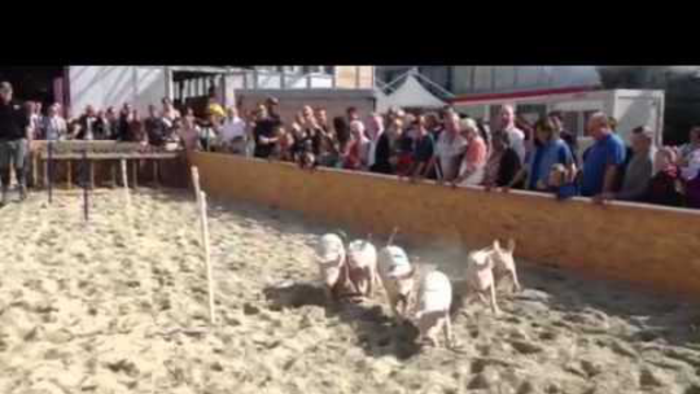 Course de cochons comptoire Suisse 2012